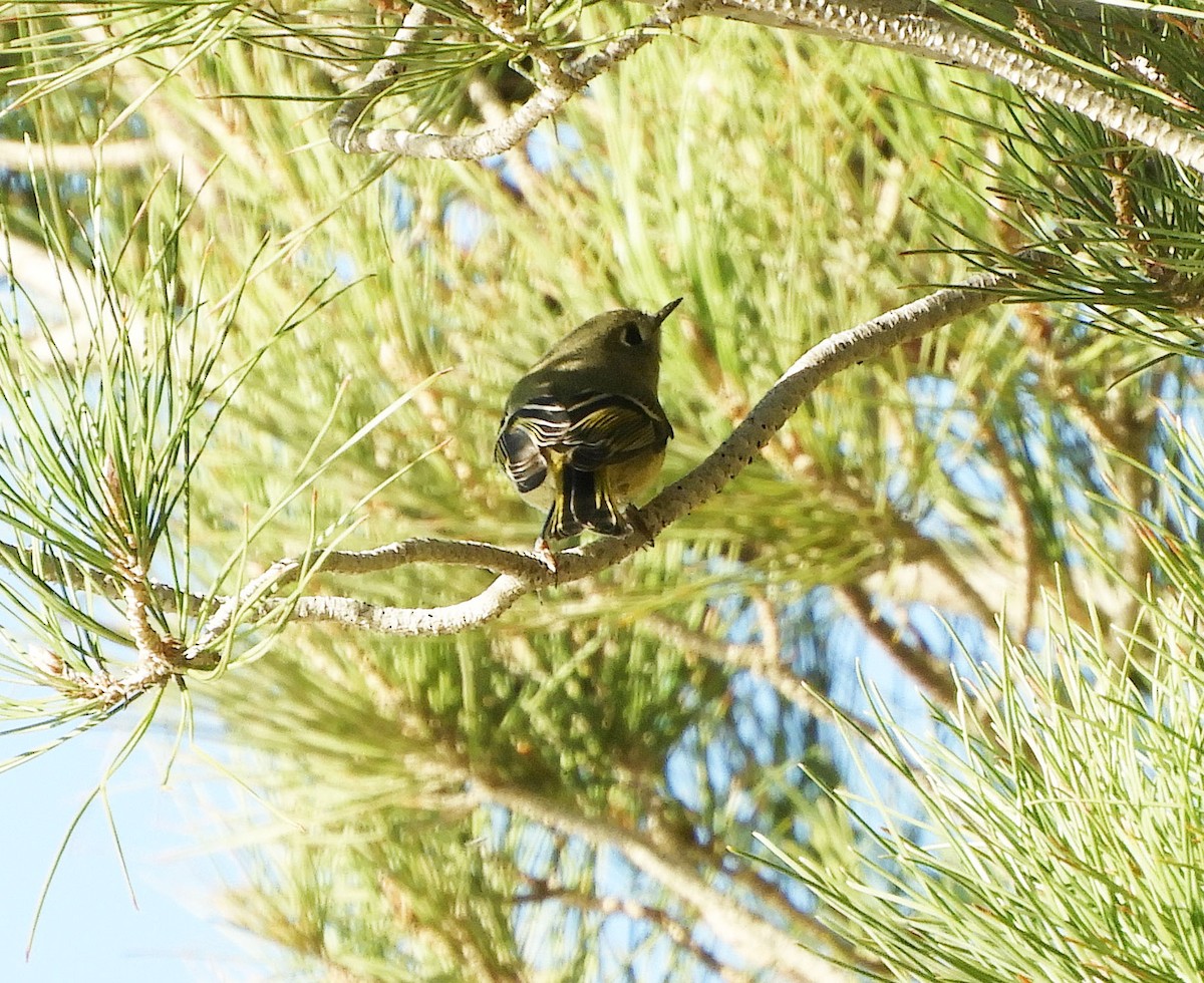 Ruby-crowned Kinglet - Becky Kitto