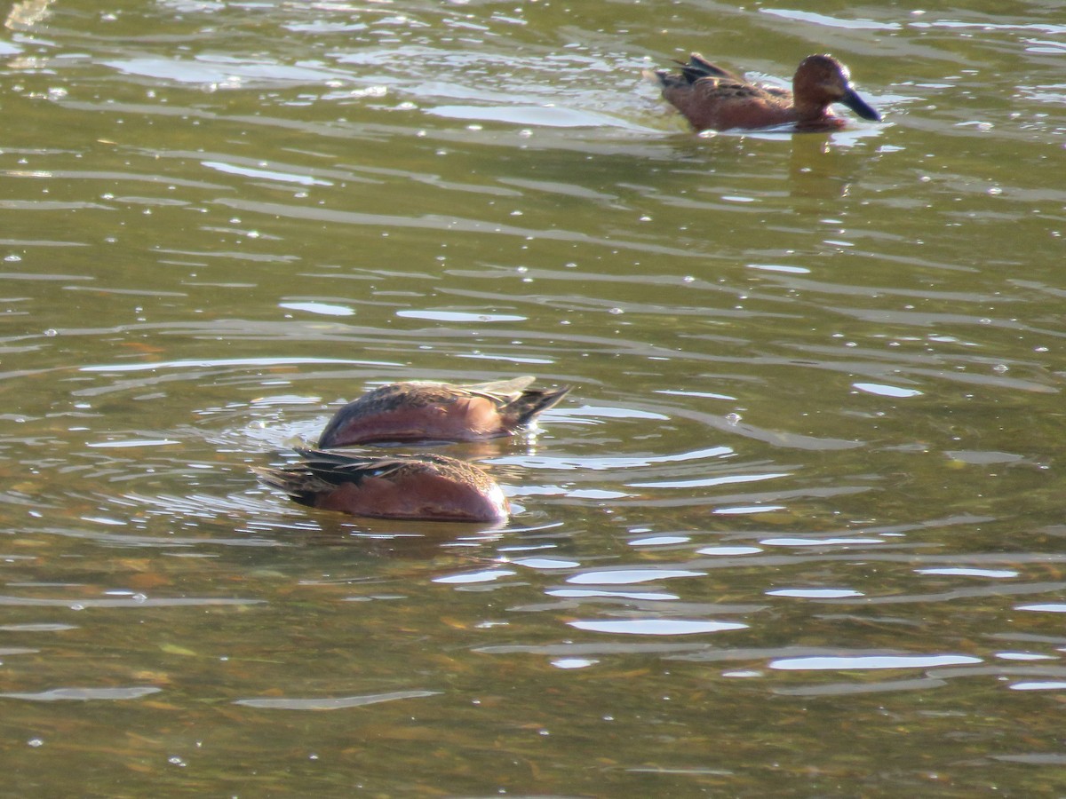 Cinnamon Teal - ML279047741