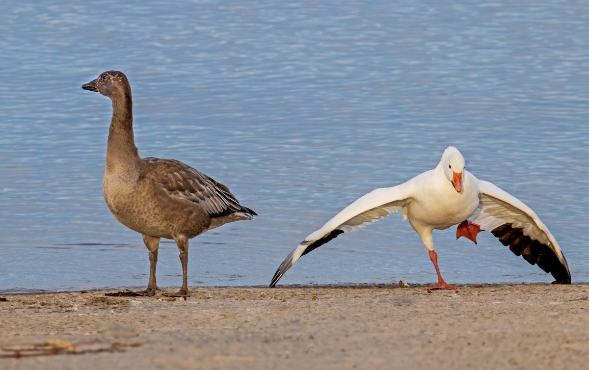 Snow Goose - Michel Laquerre