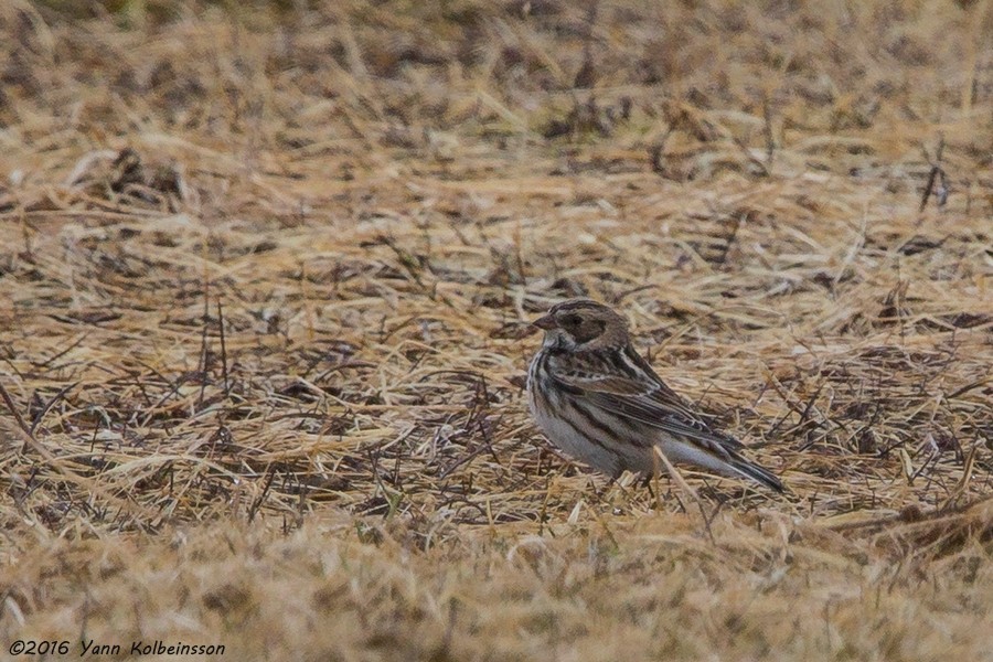 Lapland Longspur - ML27904881