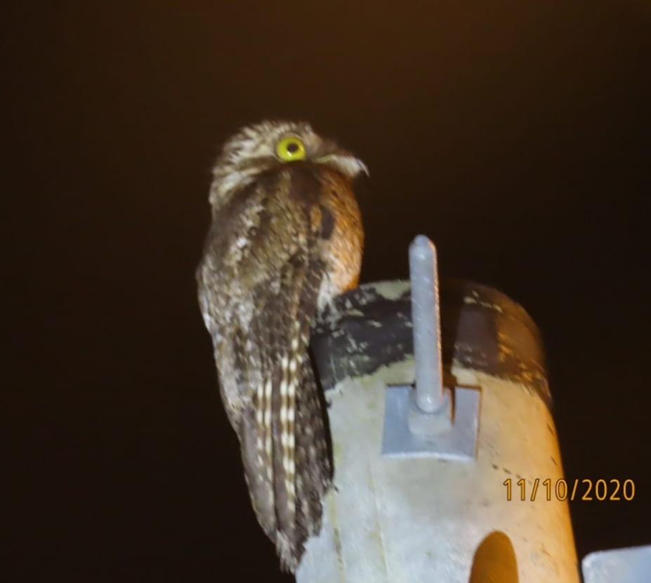 Common Potoo - JE DC