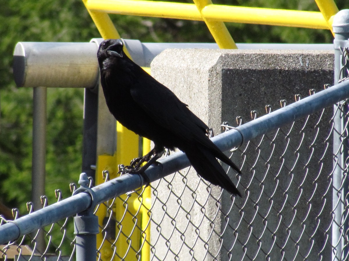 Common Raven - ML279049861