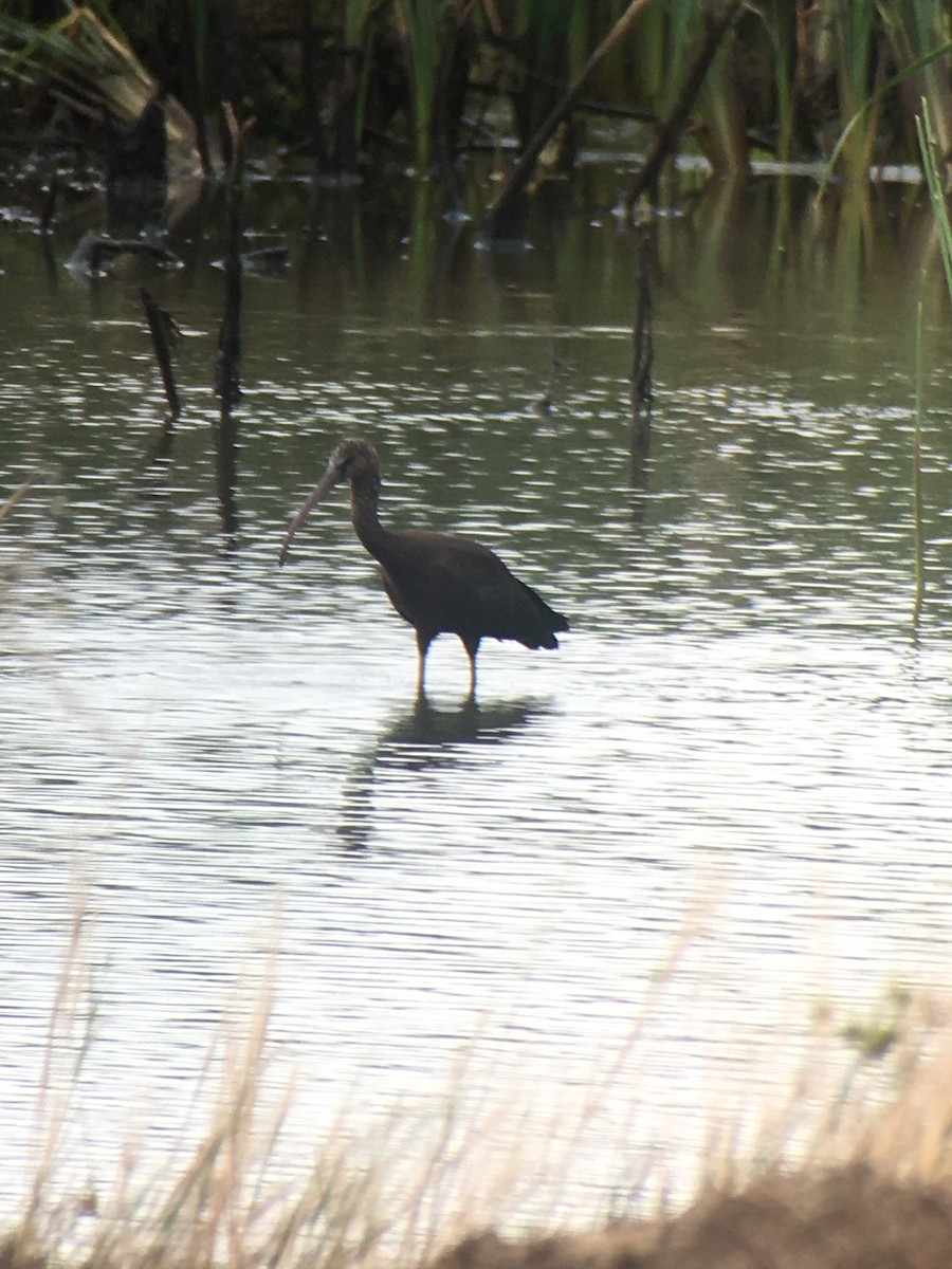 Glossy Ibis - ML279050831