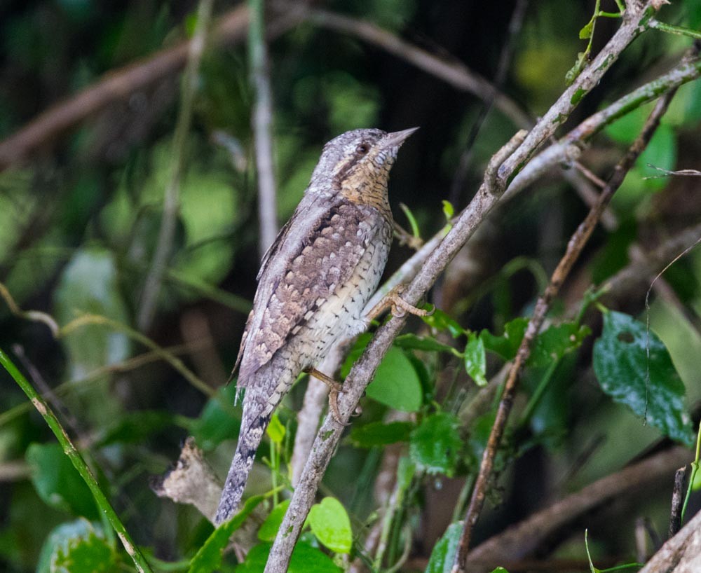 Eurasian Wryneck - ML279051331