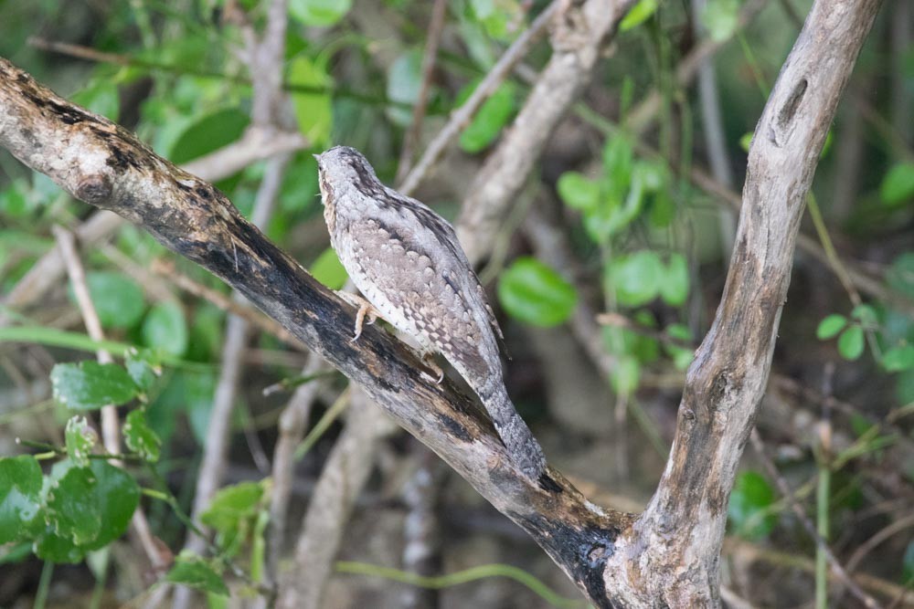 Eurasian Wryneck - ML279051411
