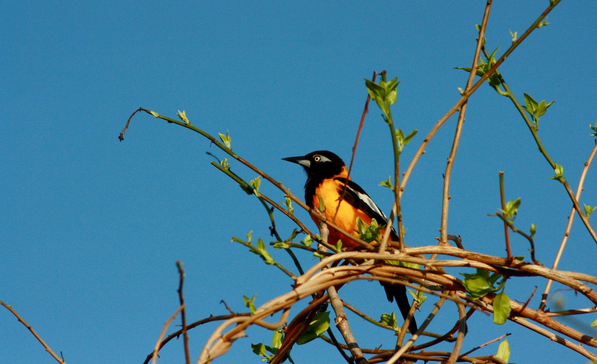 Venezuelan Troupial - ML27905281