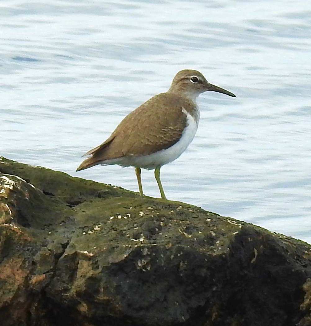 Spotted Sandpiper - alice horst