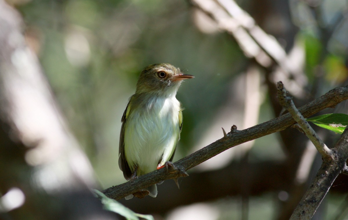 Pale-eyed Pygmy-Tyrant - ML27906261