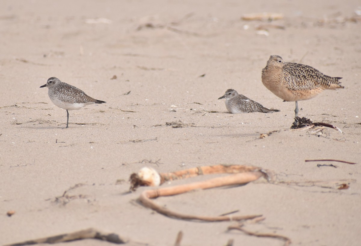 Black-bellied Plover - ML279062701