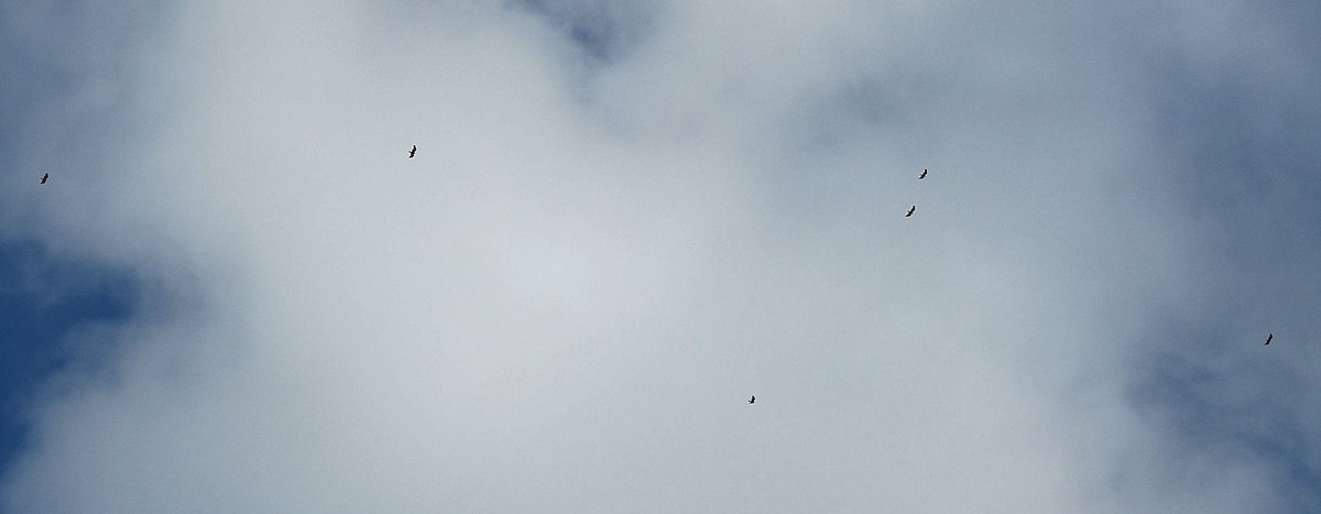 Turkey Vulture - ML279063411