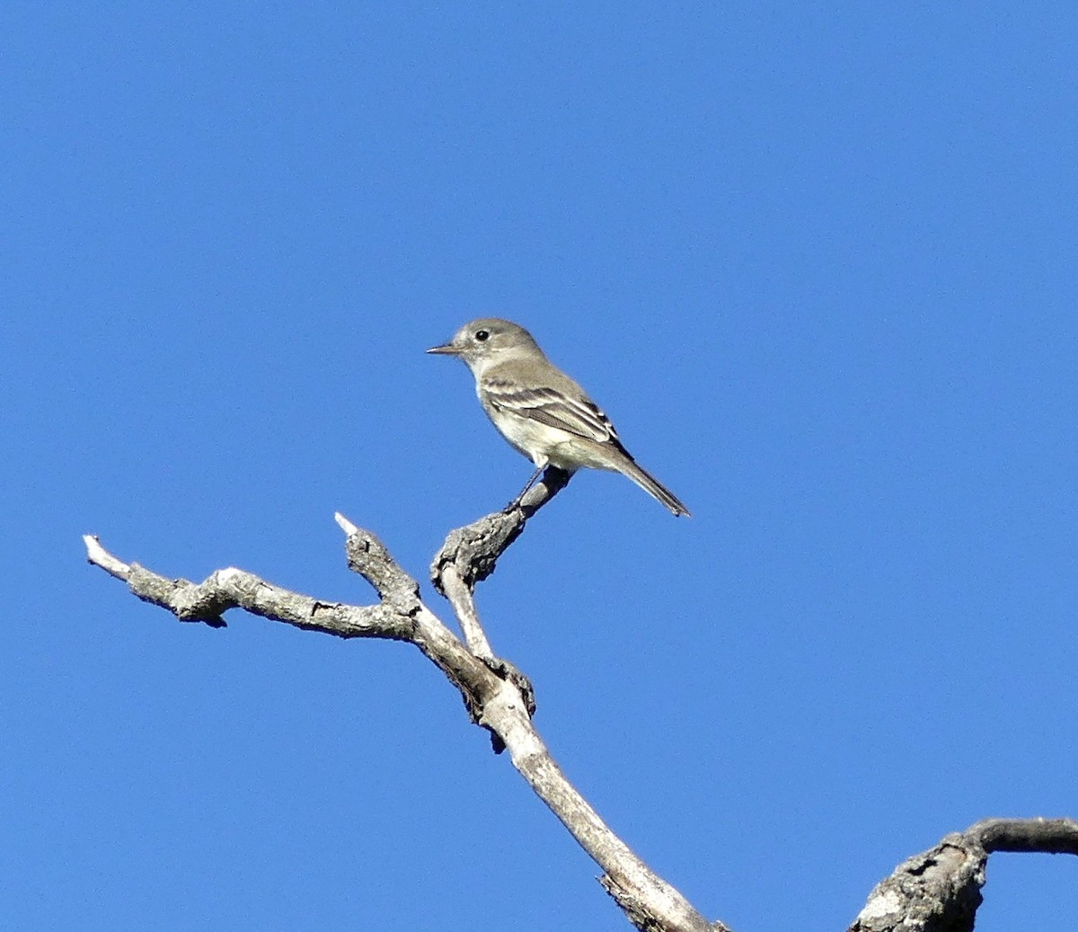 Gray Flycatcher - ML279063551