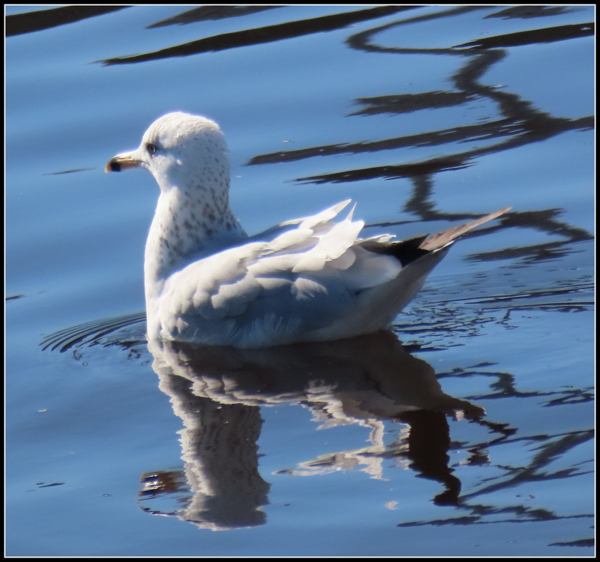 Ring-billed Gull - Peter Gordon