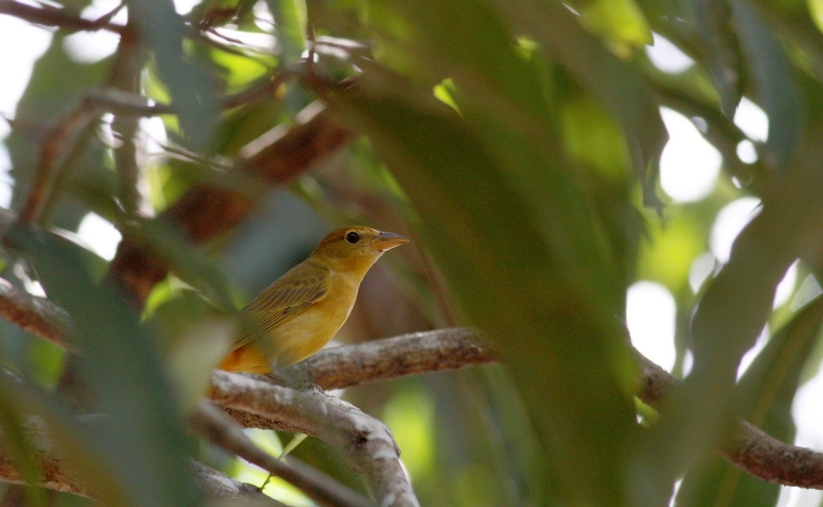 Summer Tanager - ML27906451