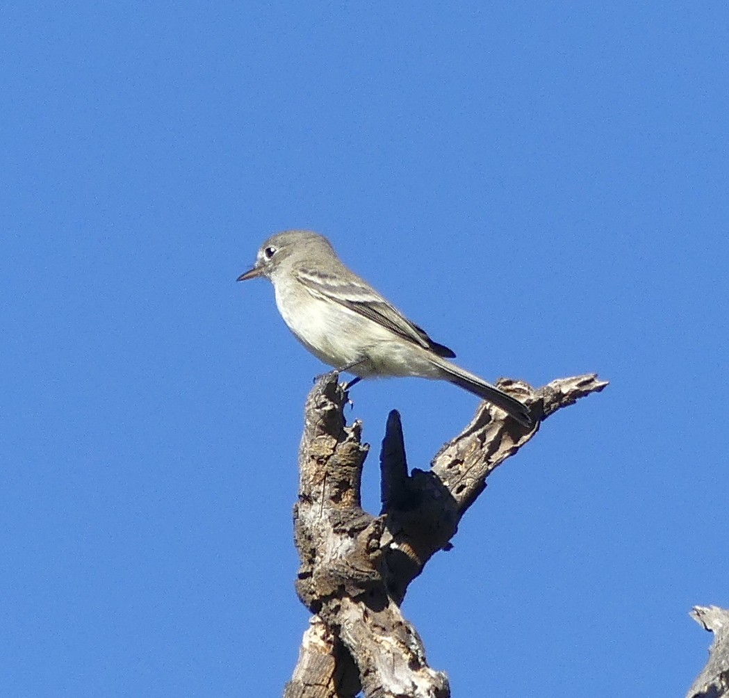 Gray Flycatcher - ML279064701