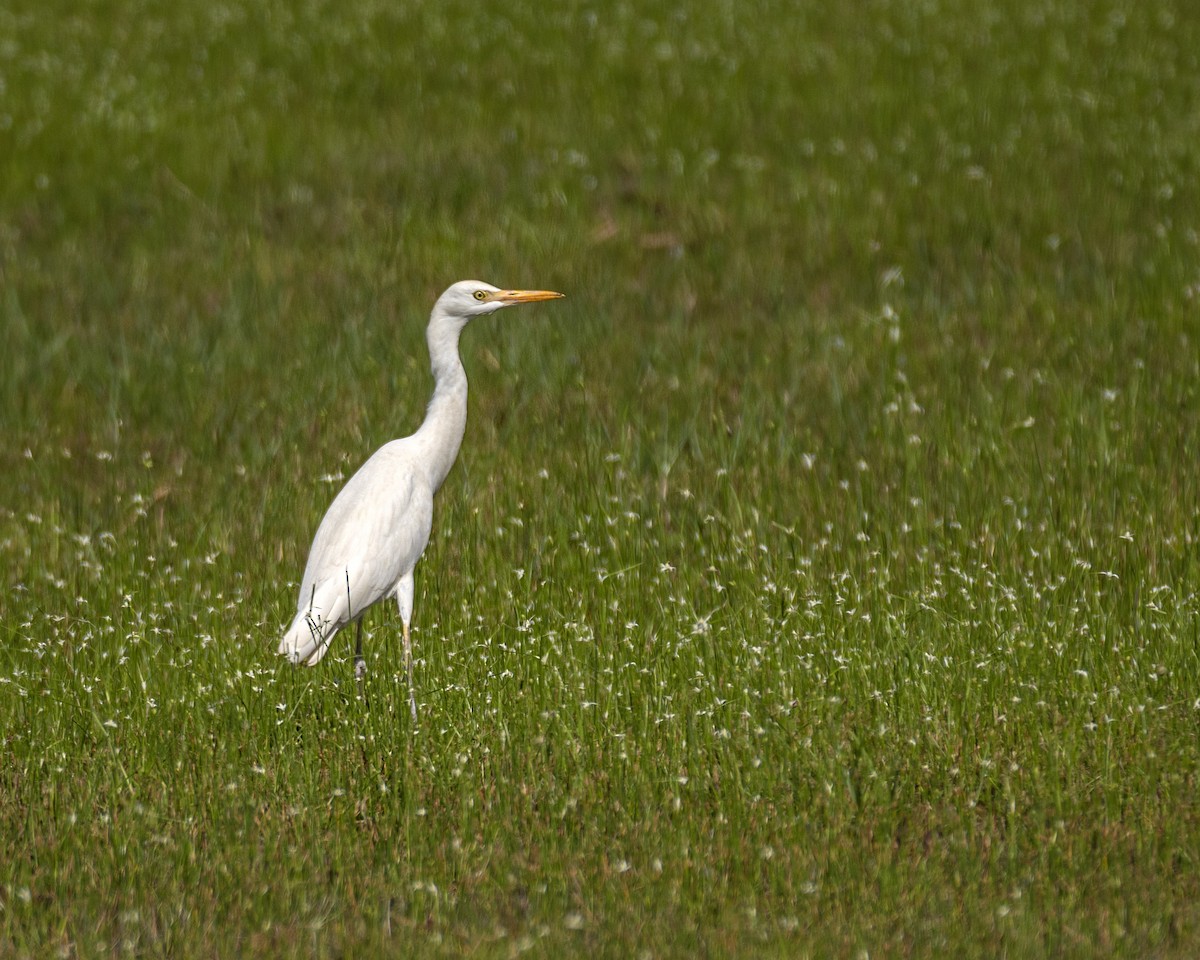 eBird Checklist - 30 May 2020 - St. George Island Airport, Eastpoint US ...