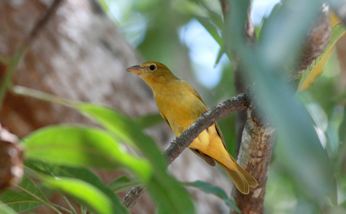 Summer Tanager - ML27906601