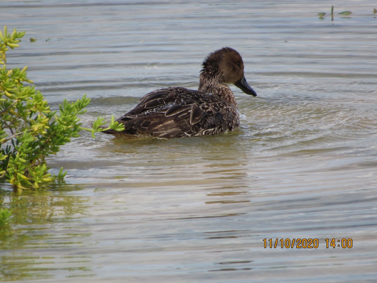 Northern Pintail - ML279066031