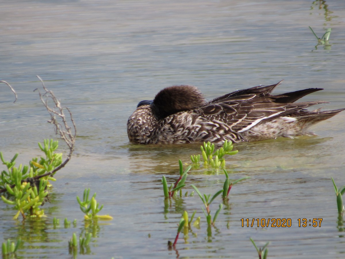 Northern Pintail - ML279066191