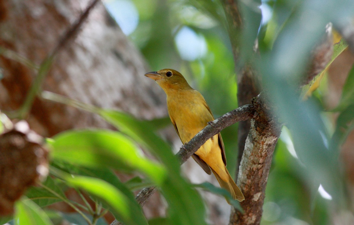 Summer Tanager - ML27906621