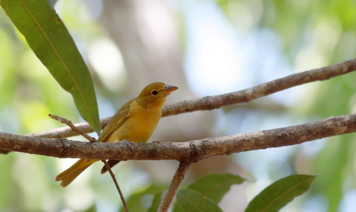 Summer Tanager - Jay McGowan