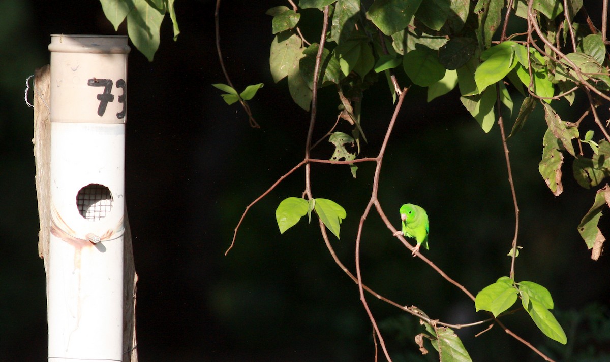 Green-rumped Parrotlet - ML27907101