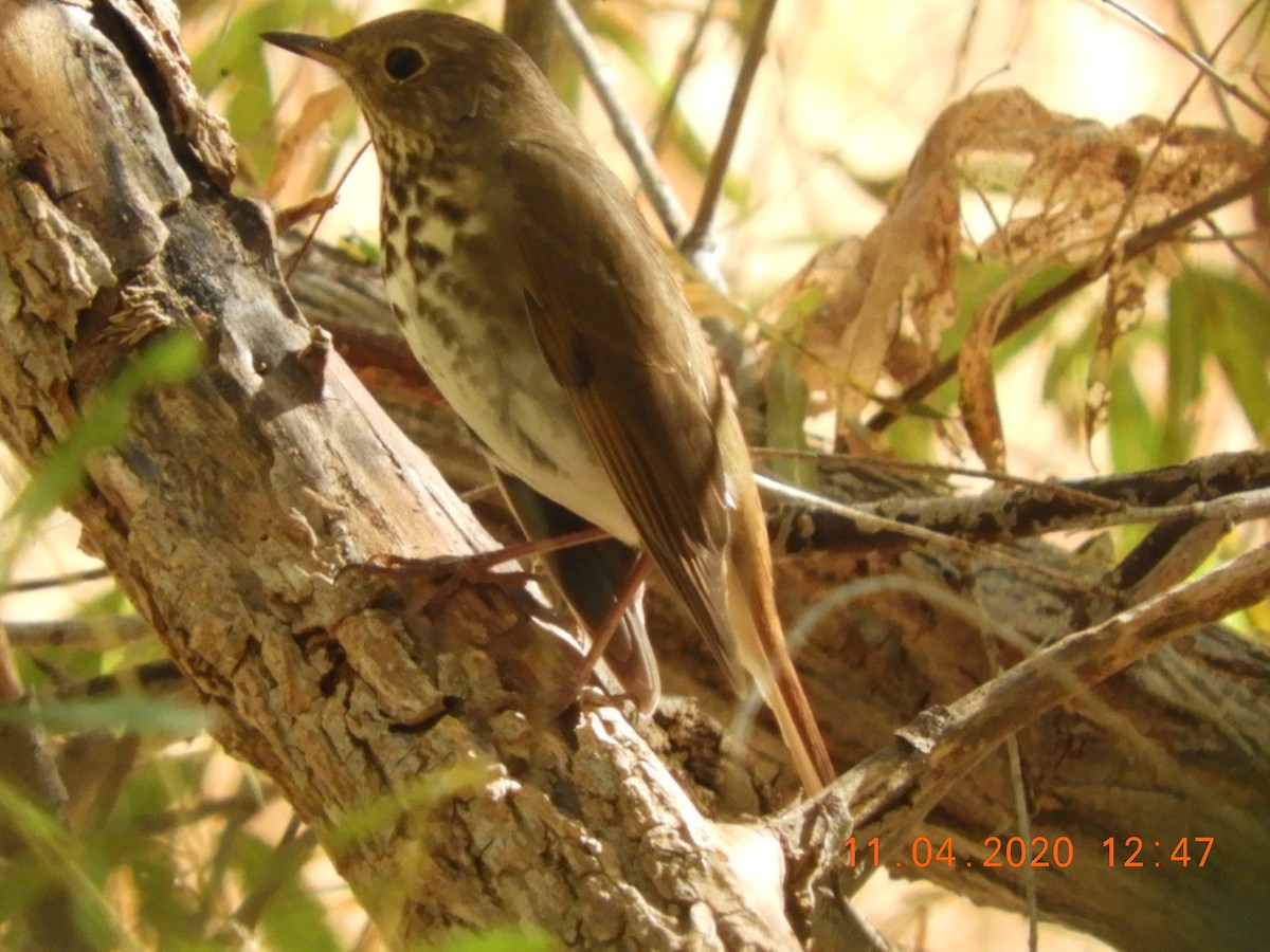 Hermit Thrush - Shiela Shallcross