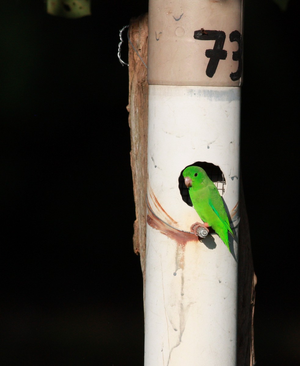 Зелёный воробьиный попугайчик - ML27907121