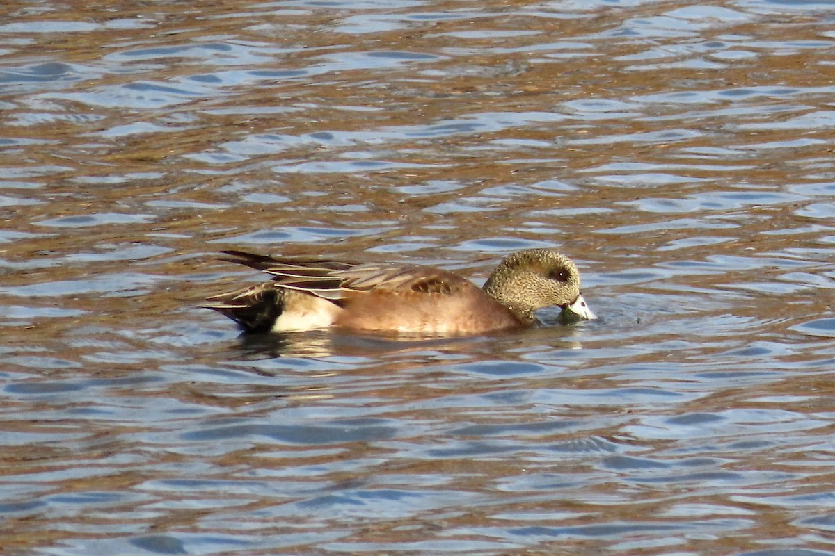 American Wigeon - Johanne Simard