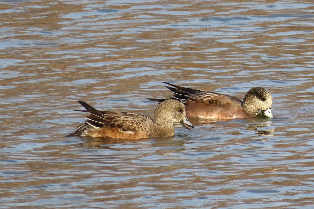 American Wigeon - ML279071401