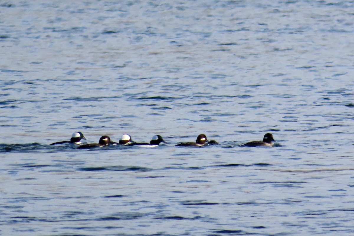 Bufflehead - ML279071531