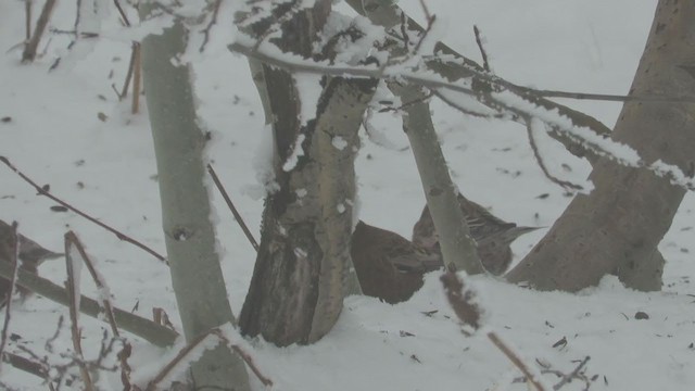 Pinzón Montano Nuquigrís (grupo tephrocotis) - ML279071641