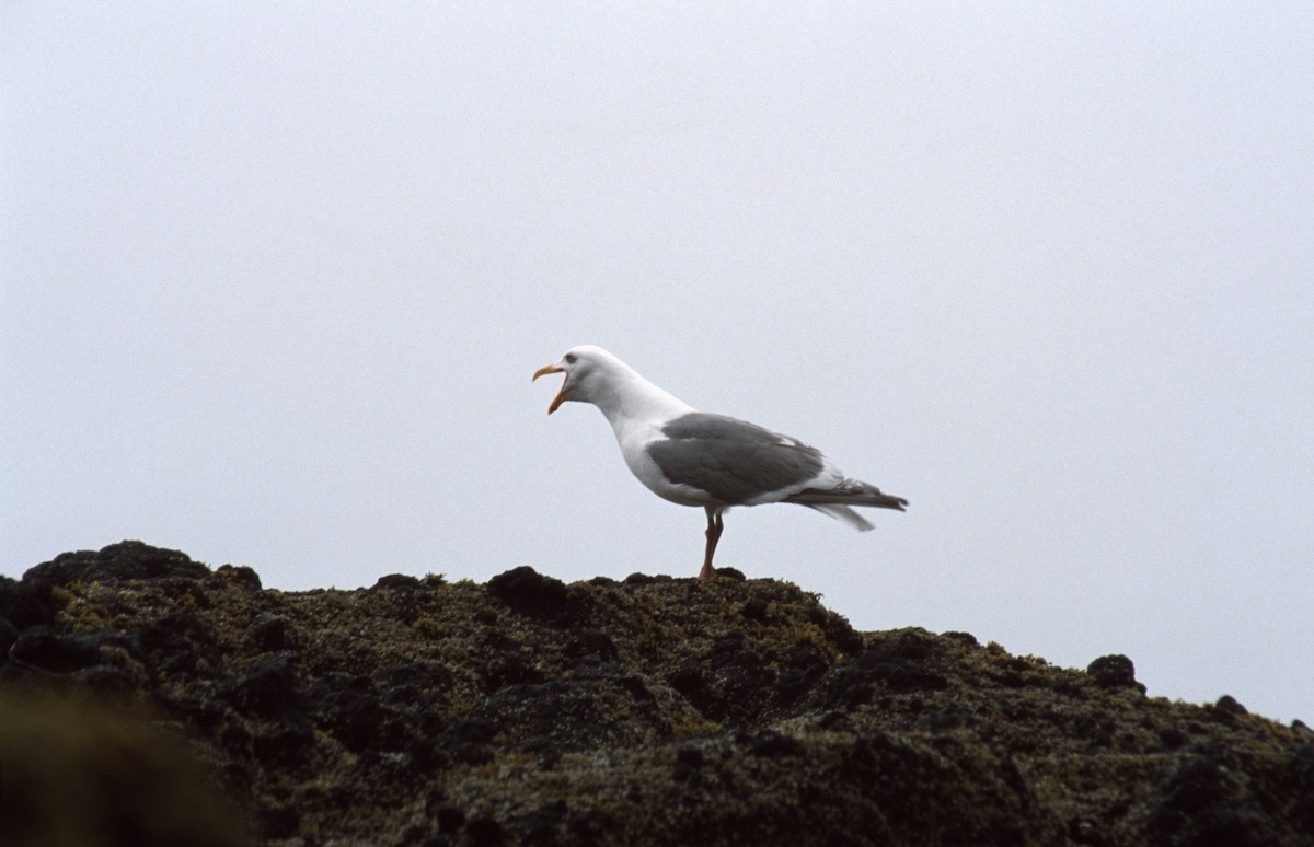 Western/Glaucous-winged Gull - Ryan O'Donnell