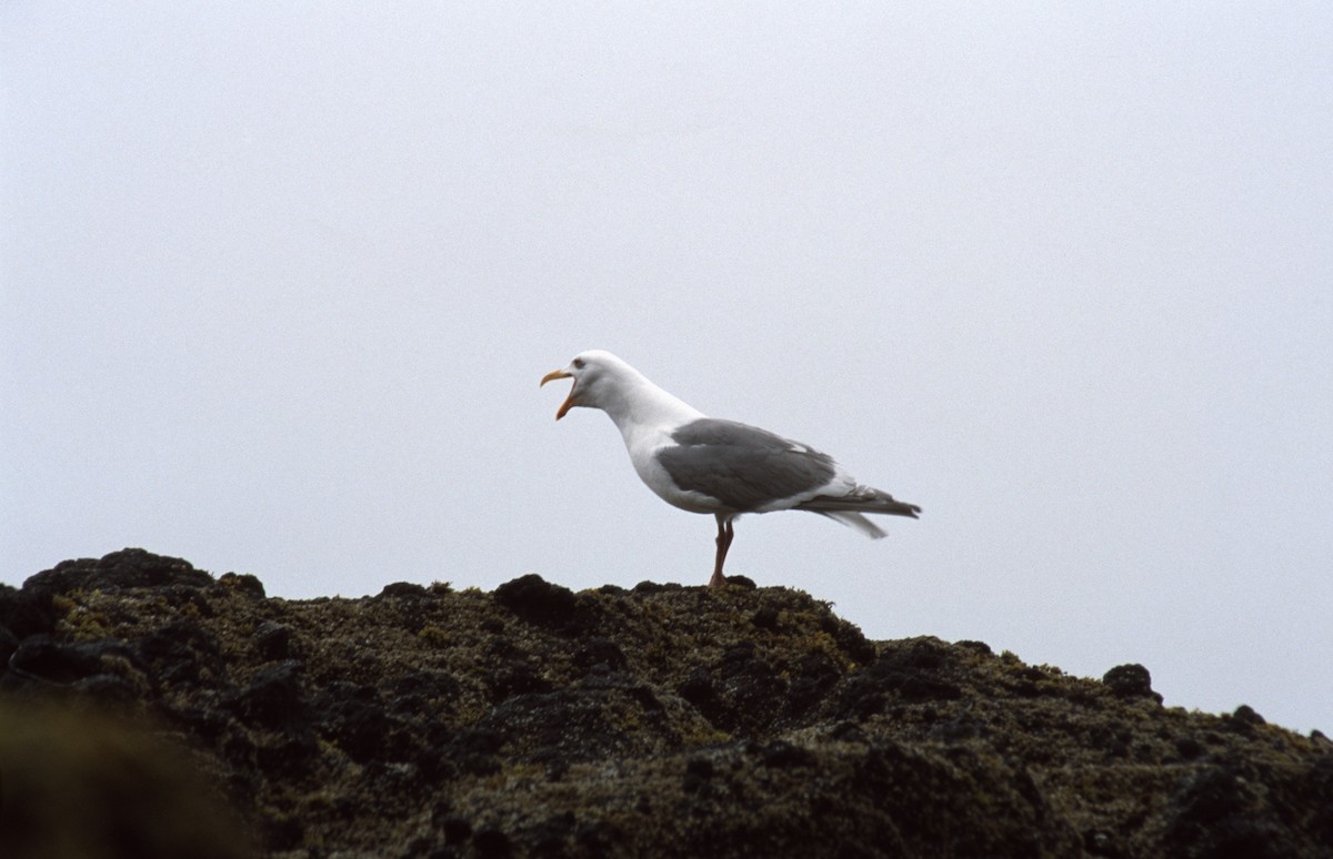 Western/Glaucous-winged Gull - ML279071751