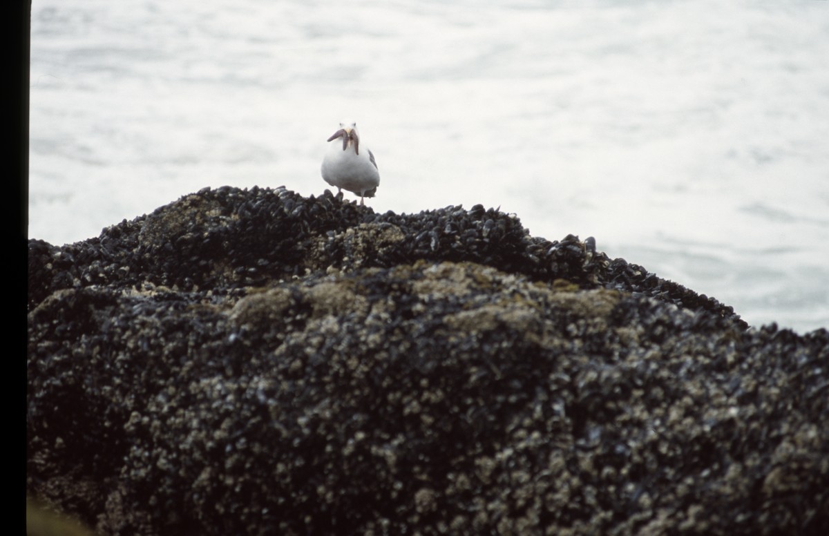 Western/Glaucous-winged Gull - ML279071901