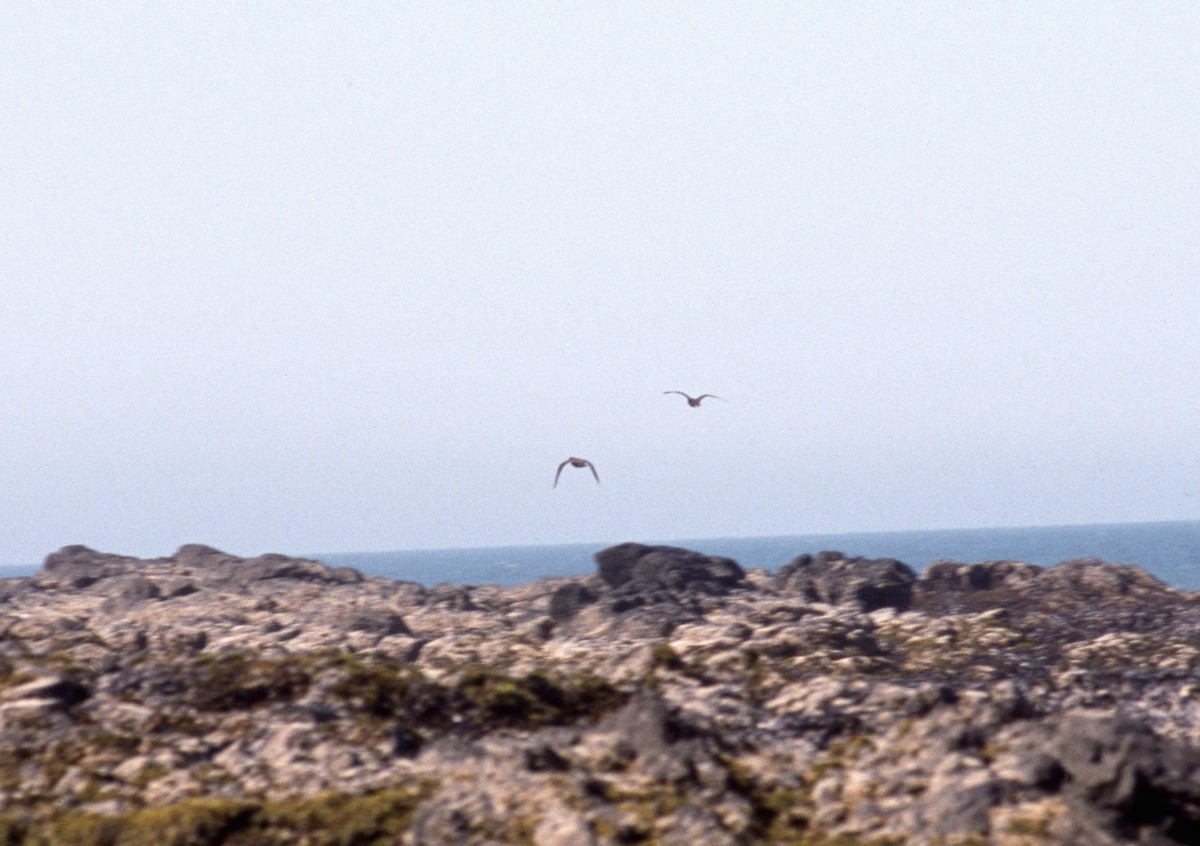 Black Oystercatcher - ML279071941