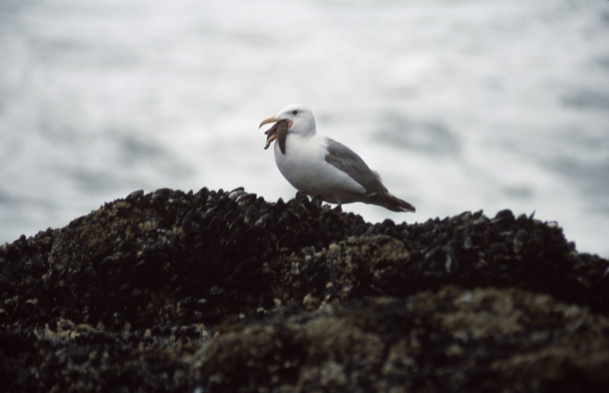 Western/Glaucous-winged Gull - ML279073241