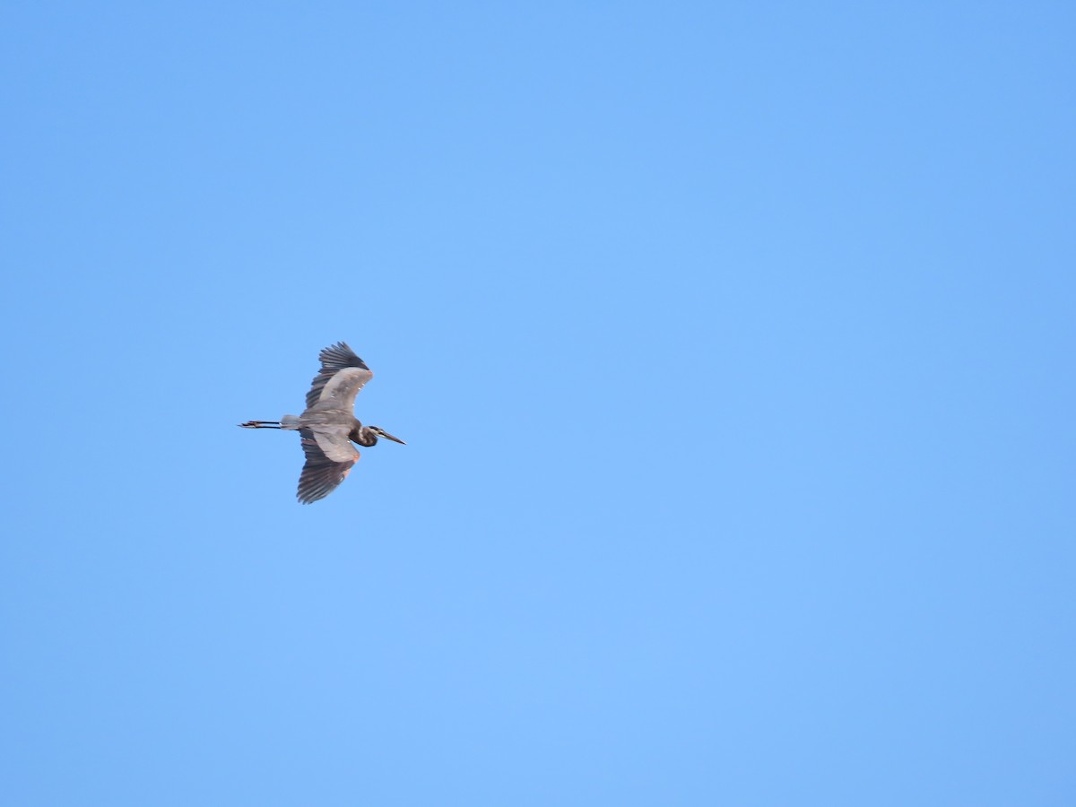 Great Blue Heron - ML279074031