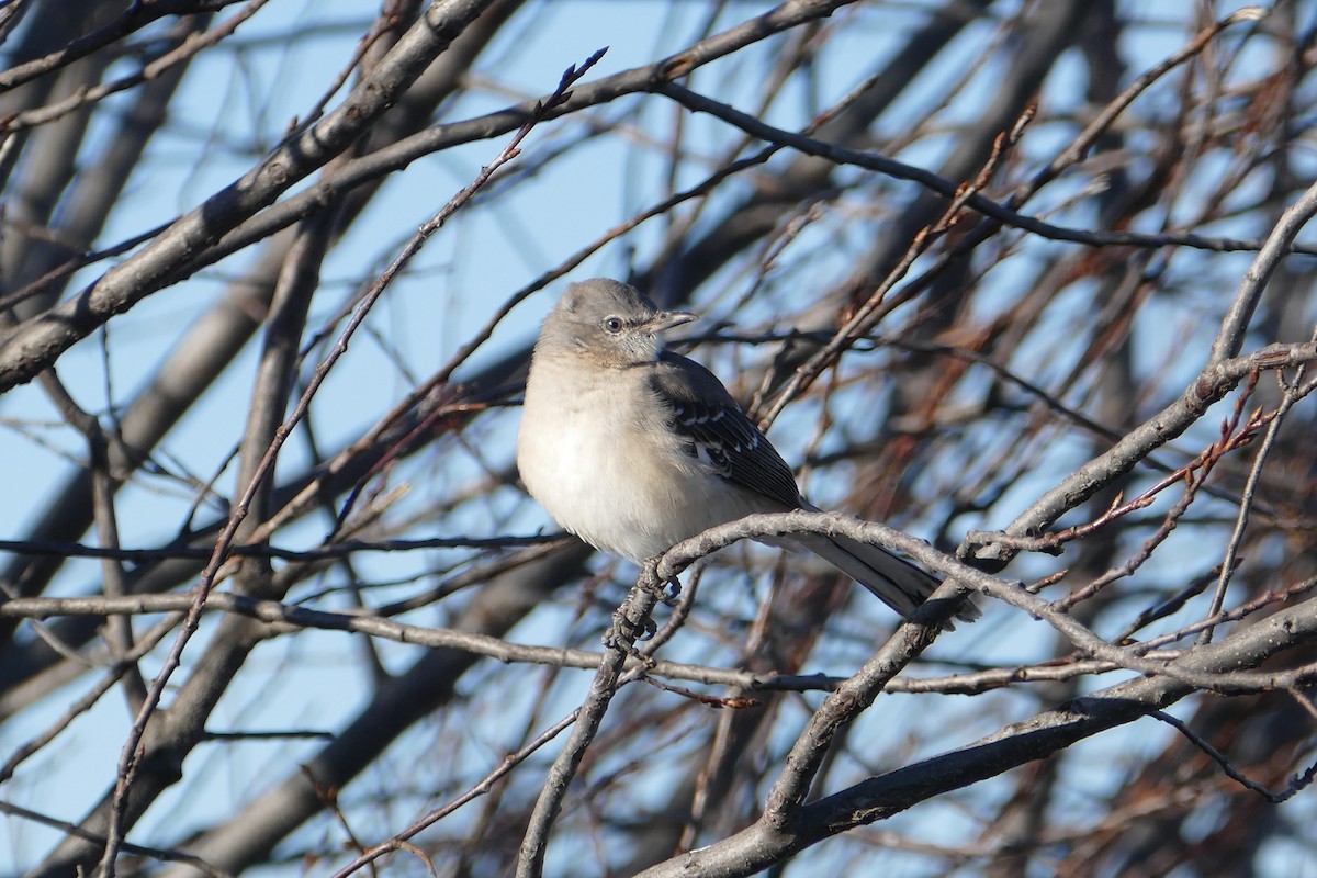 Northern Mockingbird - ML279074791