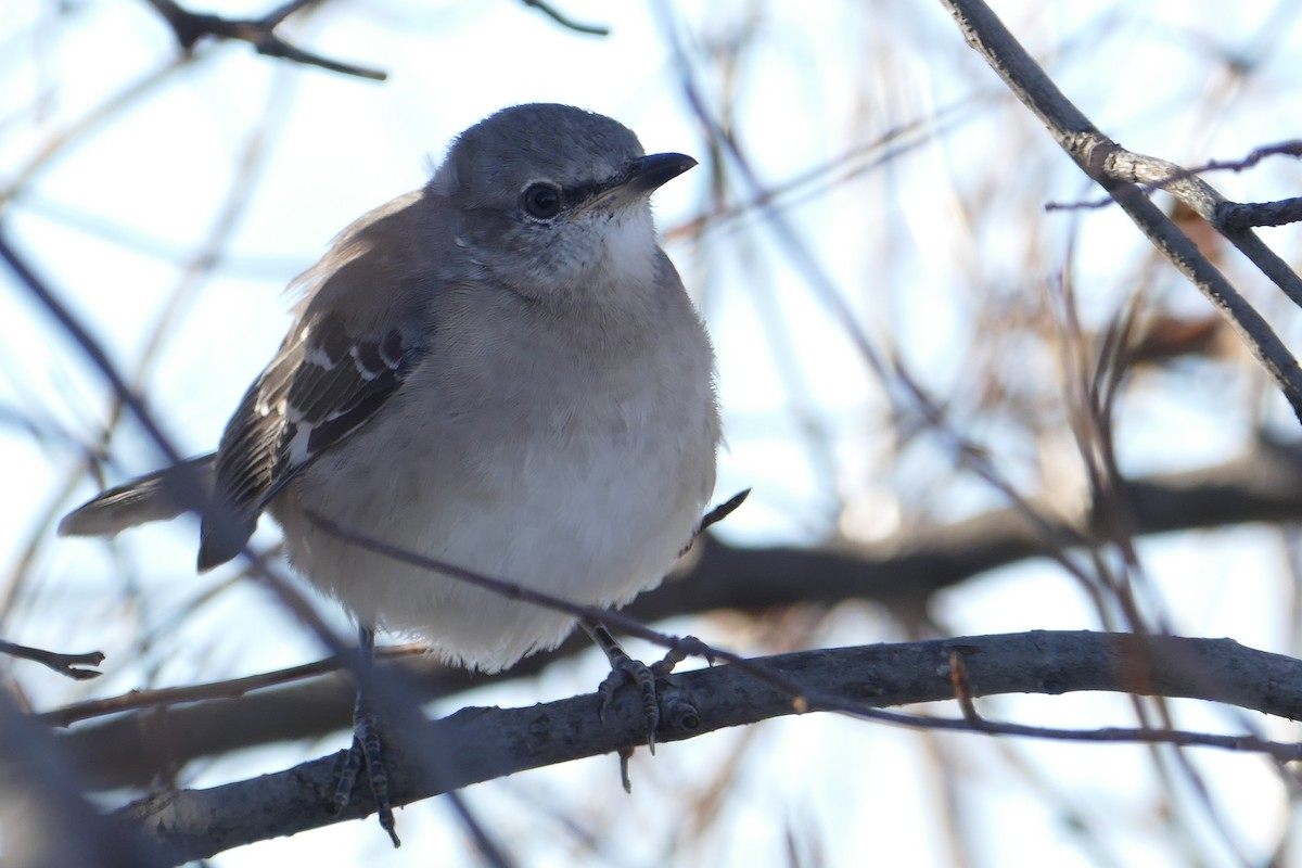 Northern Mockingbird - ML279074811