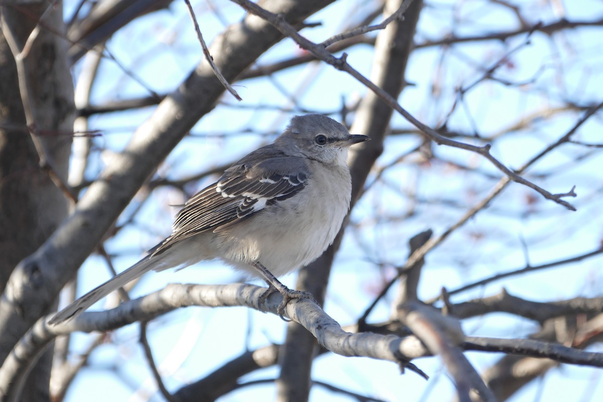 Northern Mockingbird - ML279074861