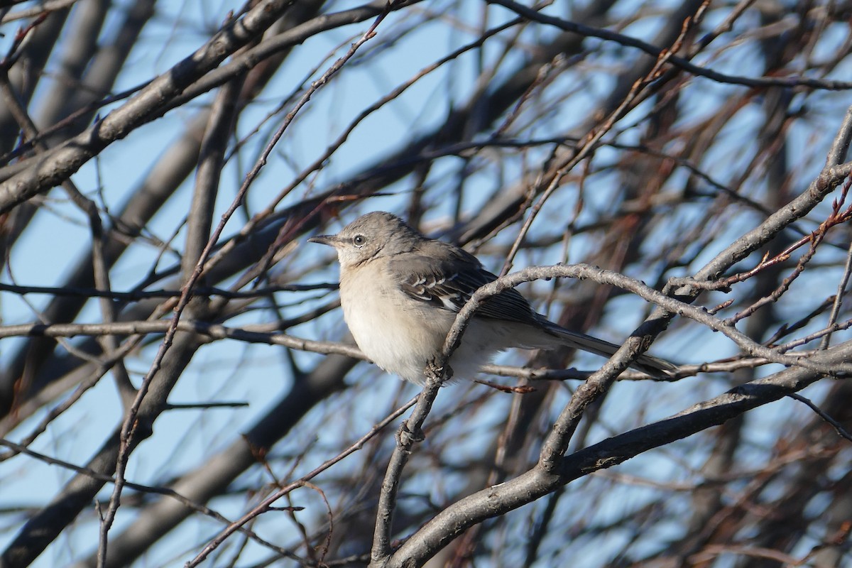 Northern Mockingbird - ML279074881