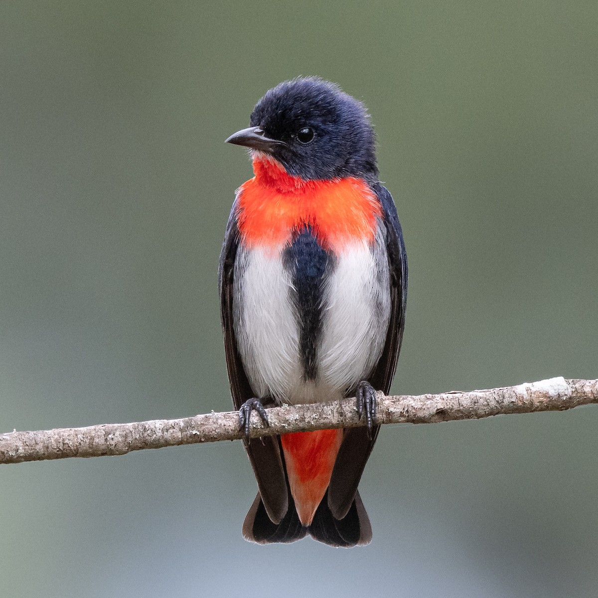 Mistletoebird - ML279075181