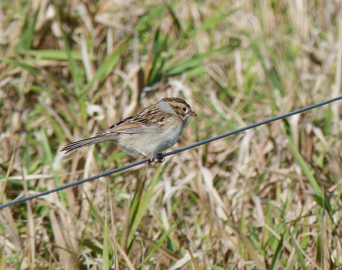 Clay-colored Sparrow - ML279075351