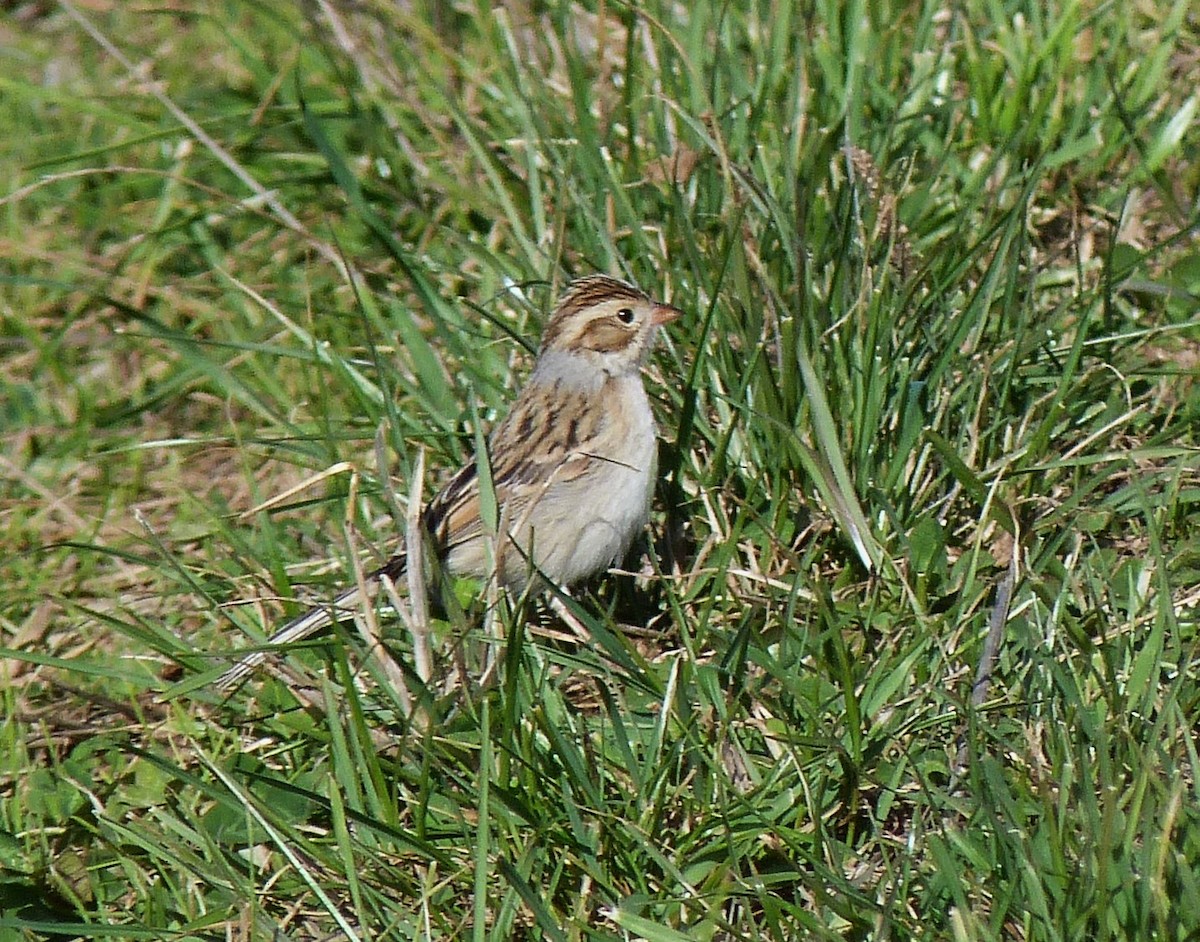 Clay-colored Sparrow - ML279075521