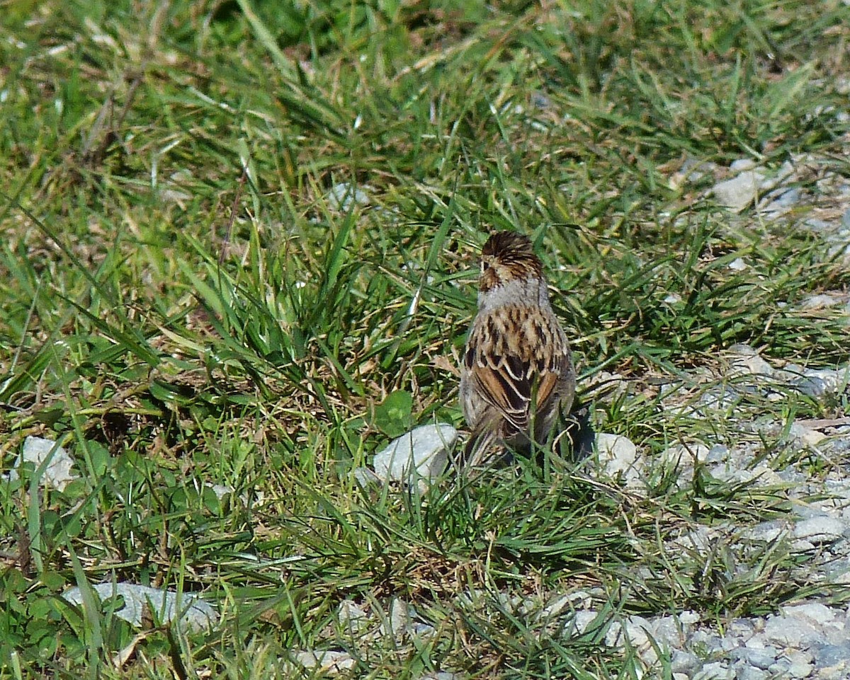 Clay-colored Sparrow - ML279075621