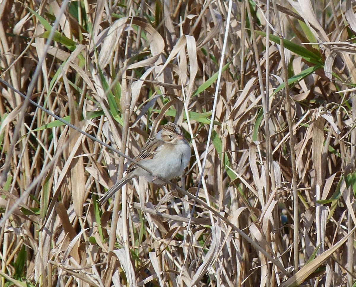 Clay-colored Sparrow - ML279075711