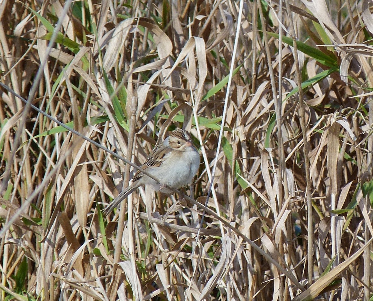 Chingolo Pálido - ML279075711