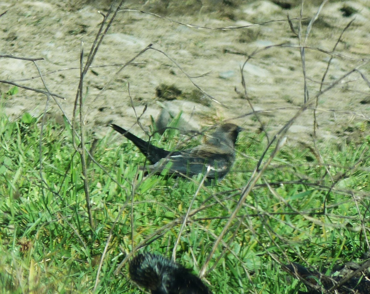 Tricolored Blackbird - ML279075901