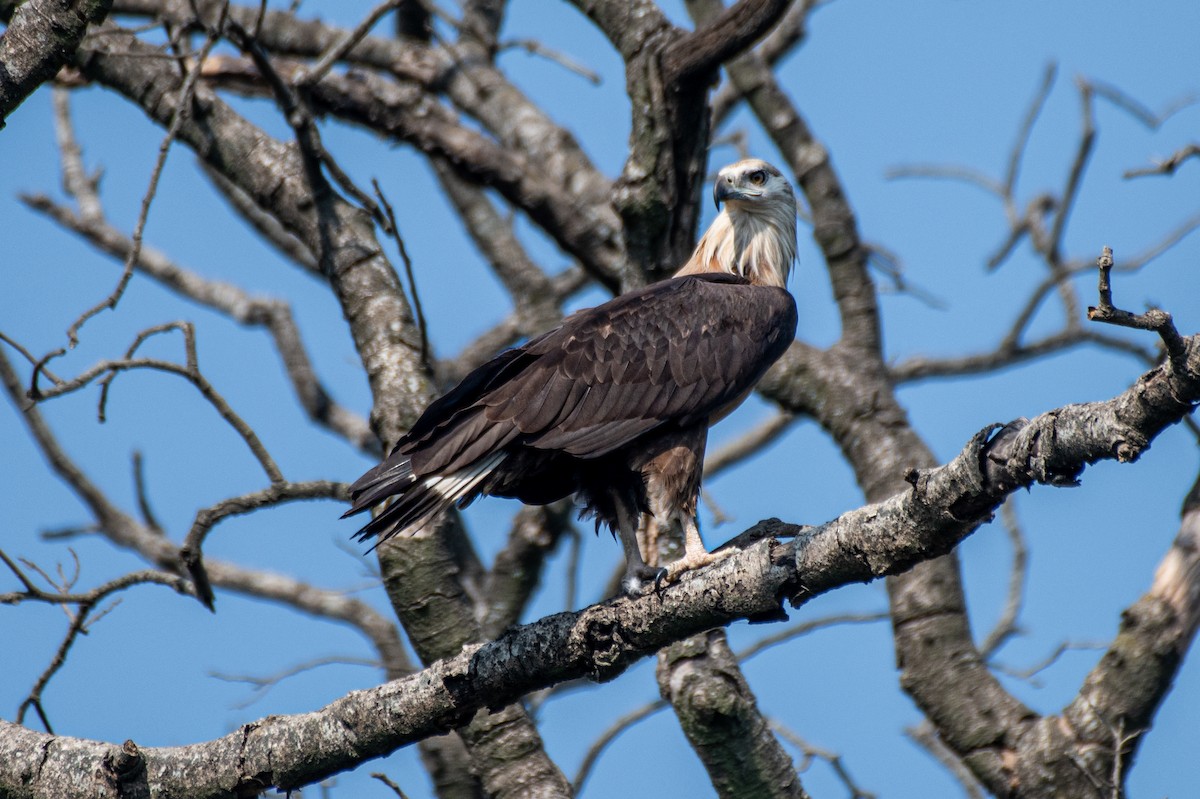 Pallas's Fish-Eagle - Vivek Saggar