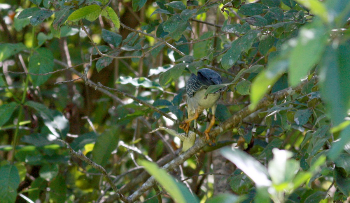 Striated Heron - Jay McGowan